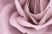 Floral Gallery