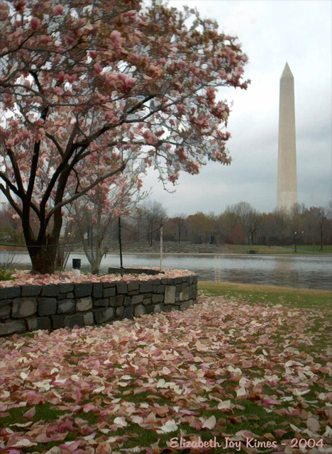 Magnolia Bloom in Washington D.C.