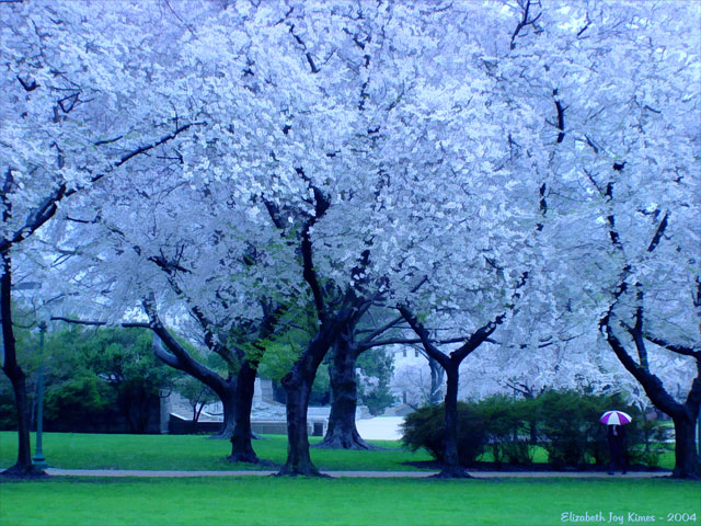 Spring Rain