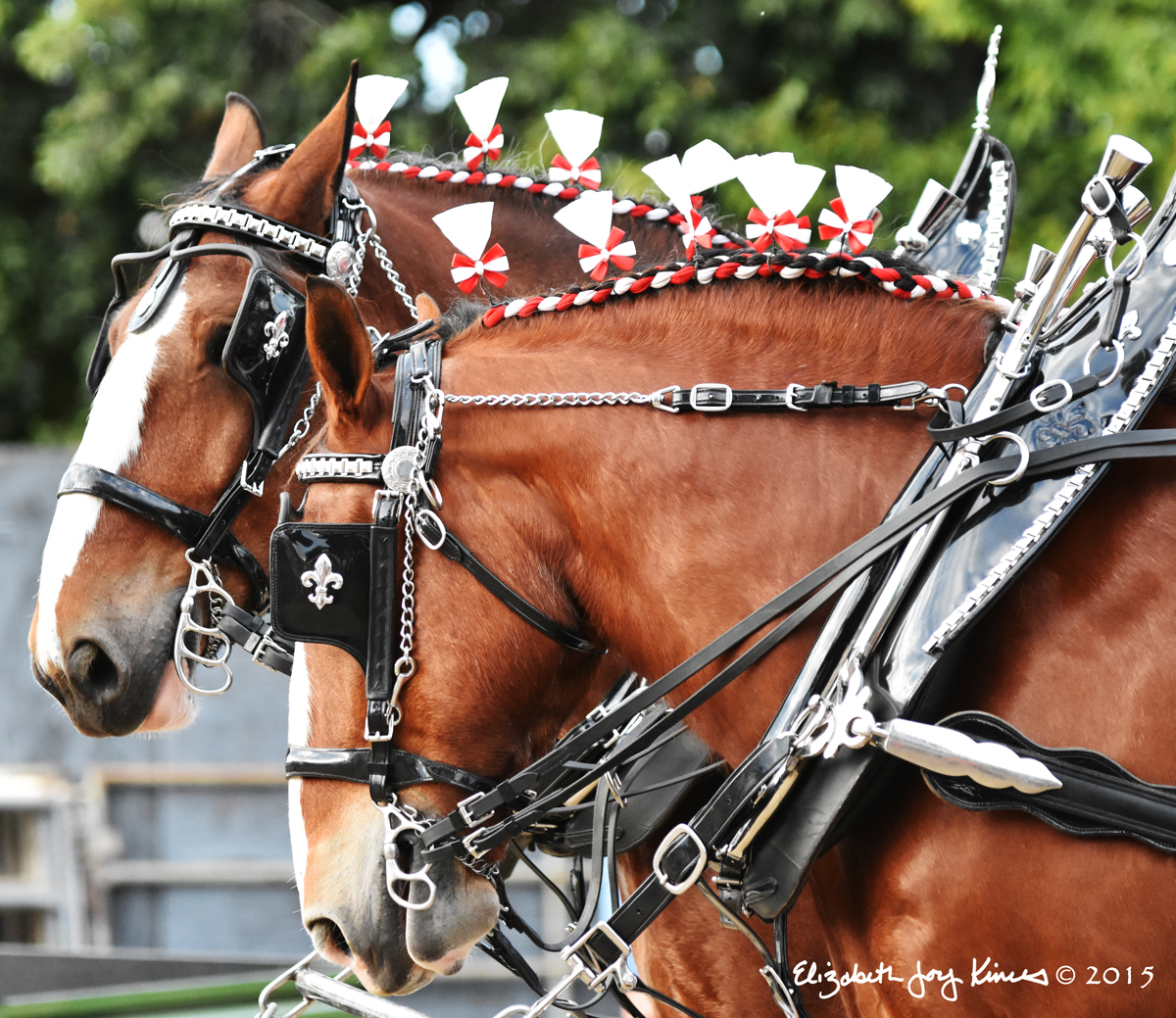 Clydesdales