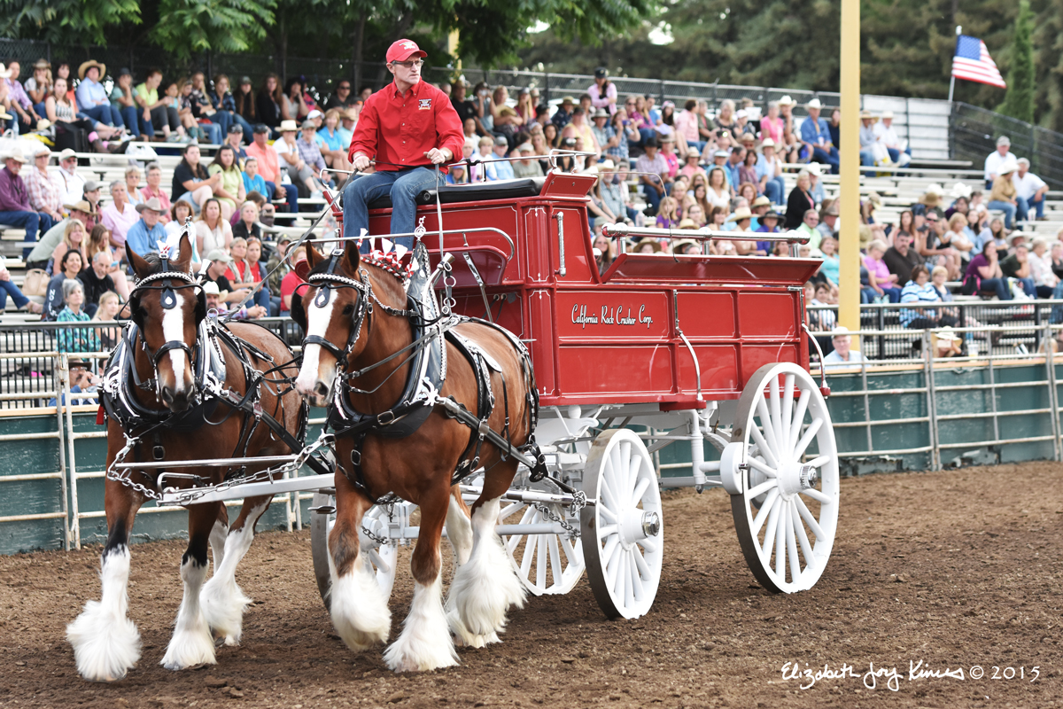 Clydesdales