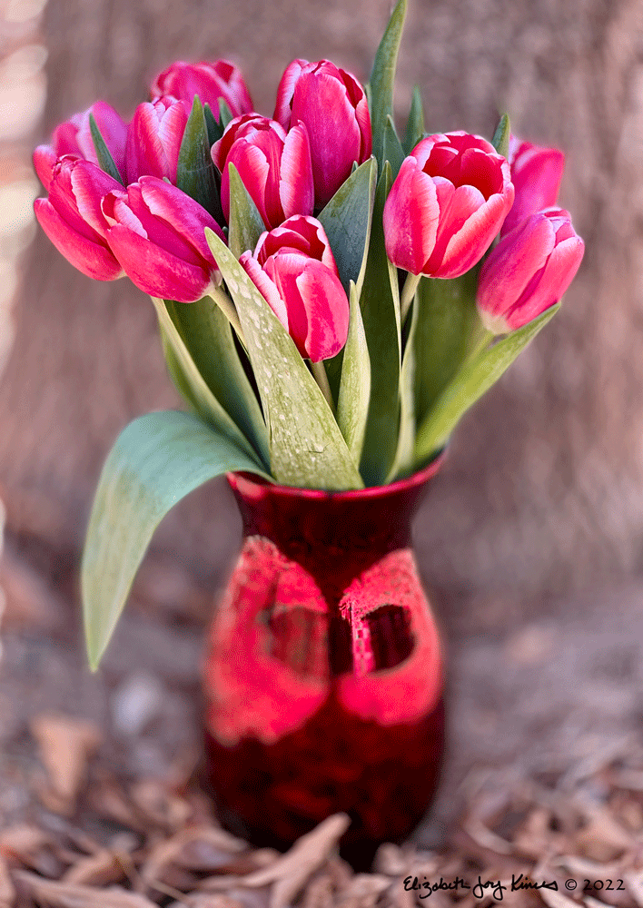 Tulips VI