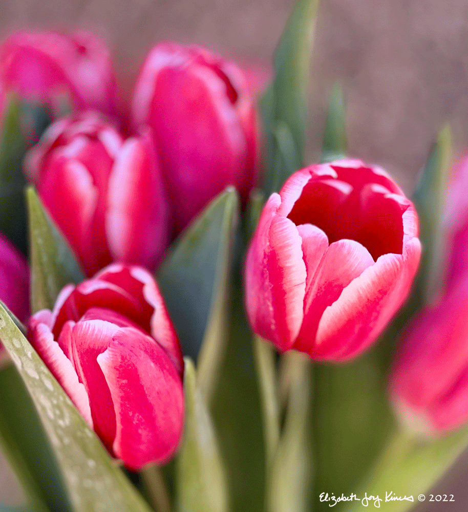 Tulips VIII