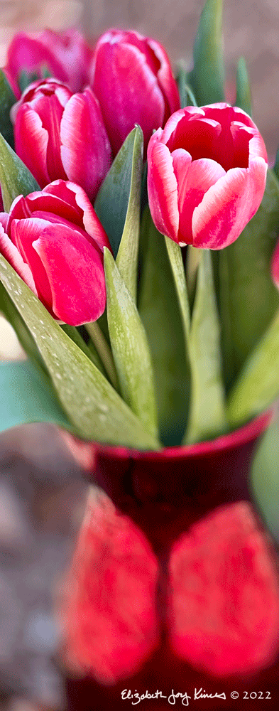 Tulips II