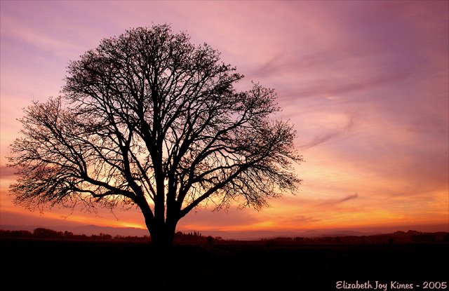 Lone Oak