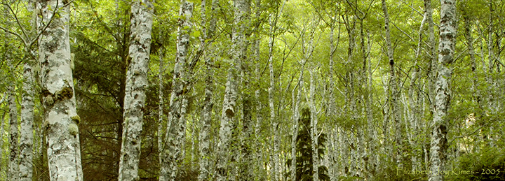 Aspen Grove
