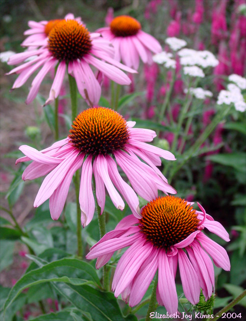 Echinacea