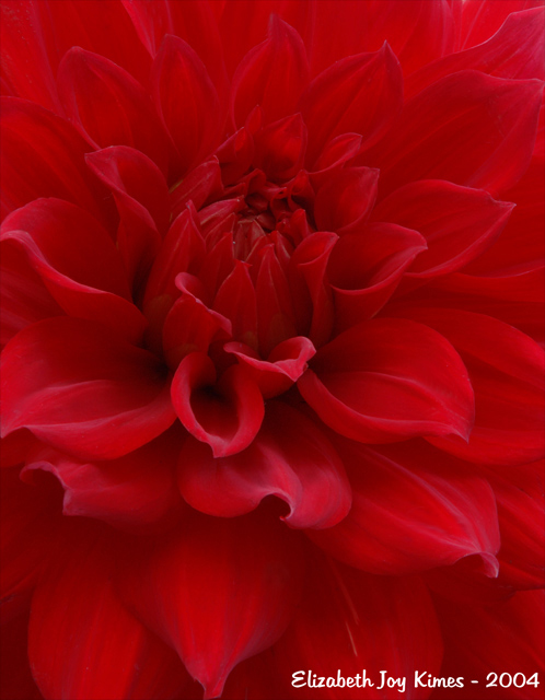 Velvet Red Dahlia