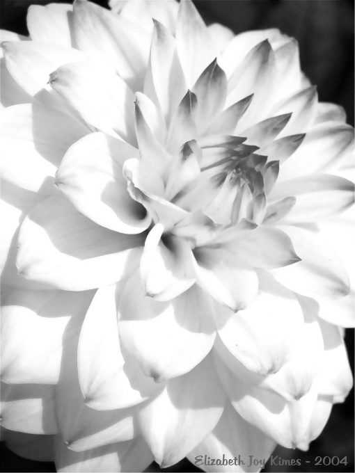 Cameo Dahlia