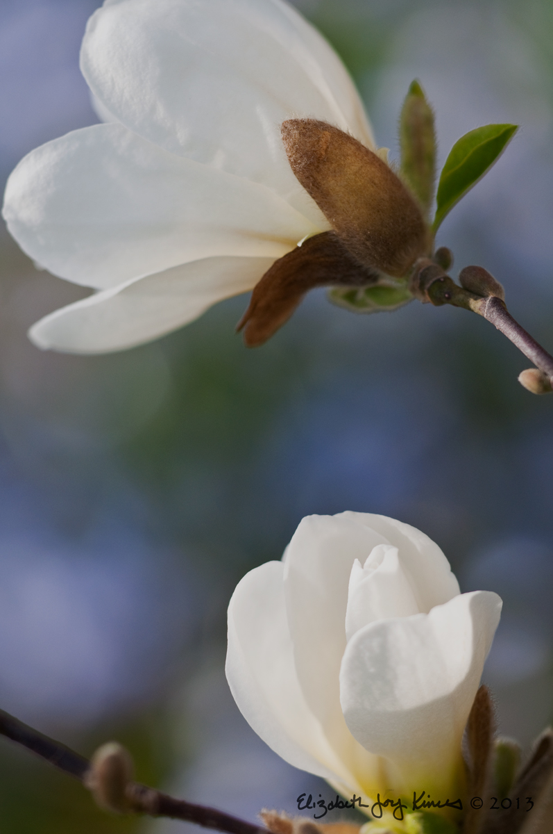 Magnolias