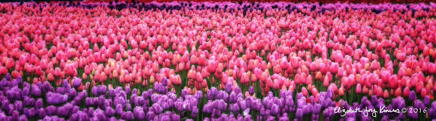 Pink & Purple Sea