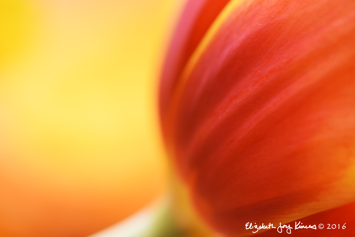 Luminous Tulip