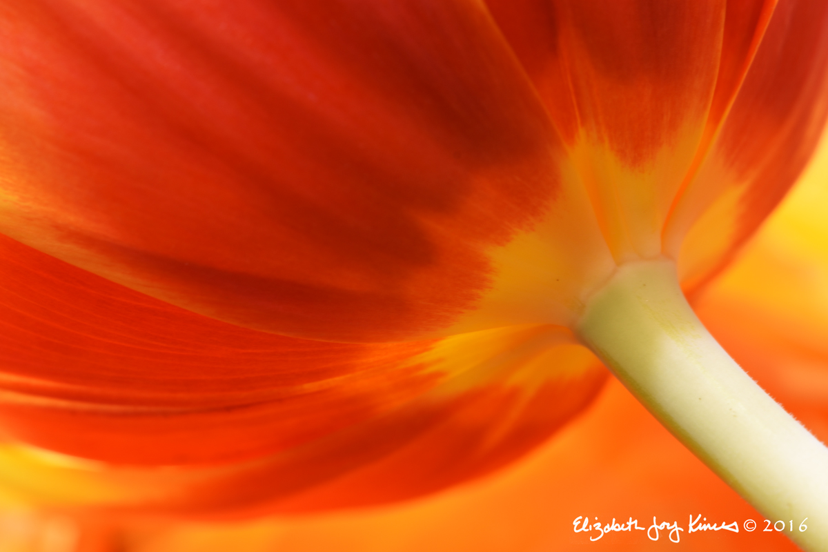 Tulip Glow