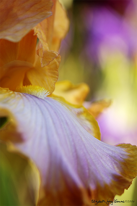 Iris Glow