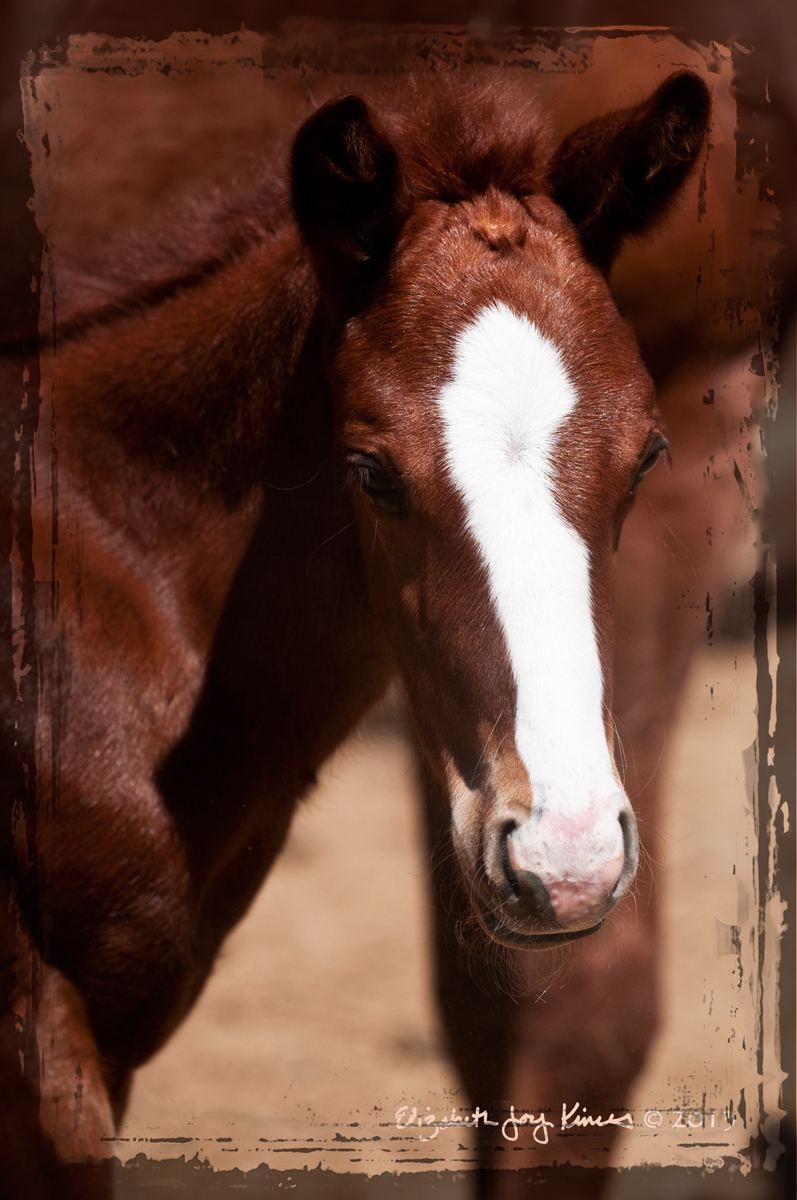 Colt