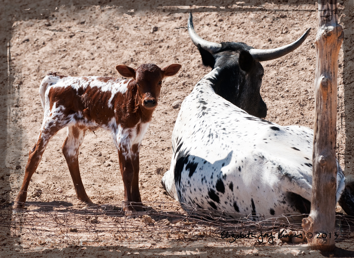 Longhorn Calf
