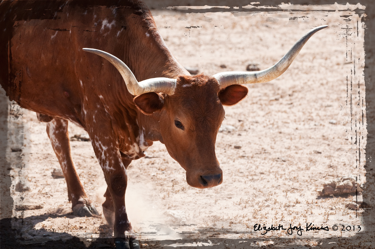 Longhorn