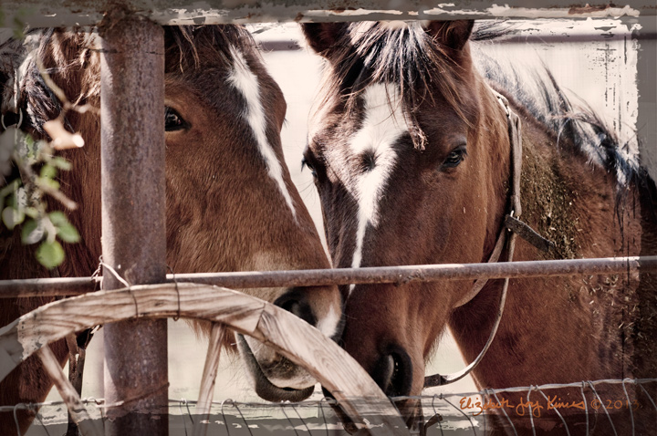 Young Foals
