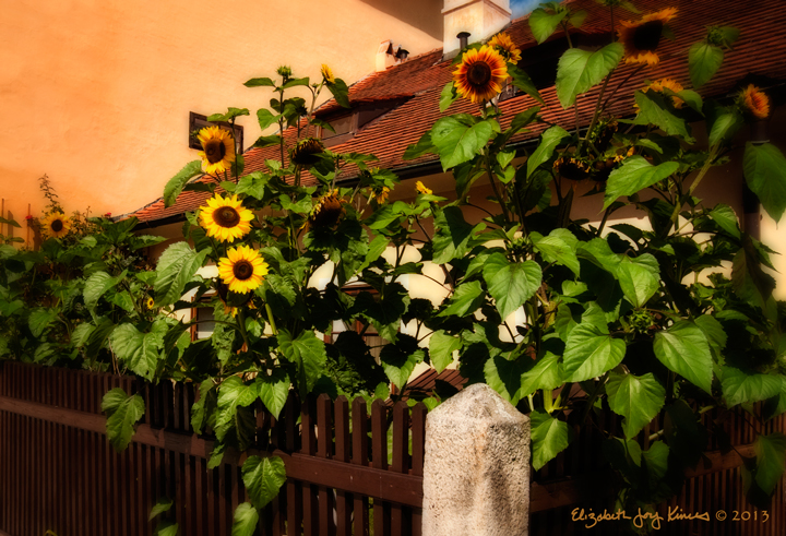 Sunflower&nbsp;Fence